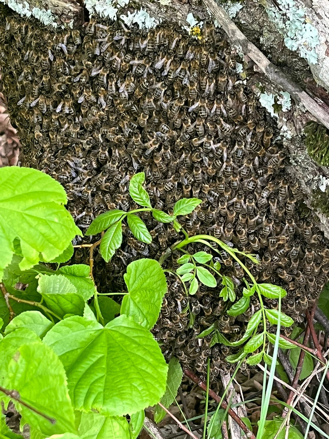 Propolis: het natuurlijke schild van de bijenkorf